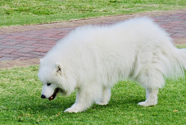 白い大型犬　グレートピレニーズ