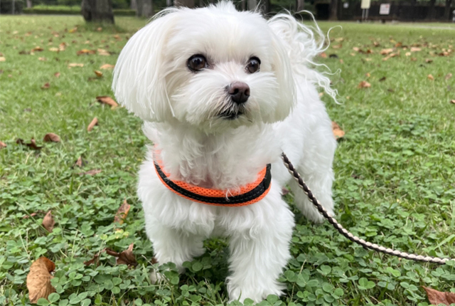 白い小型犬　マルチーズ
