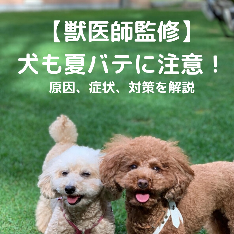【獣医師監修】犬も夏バテに注意！夏バテの原因、症状、対策