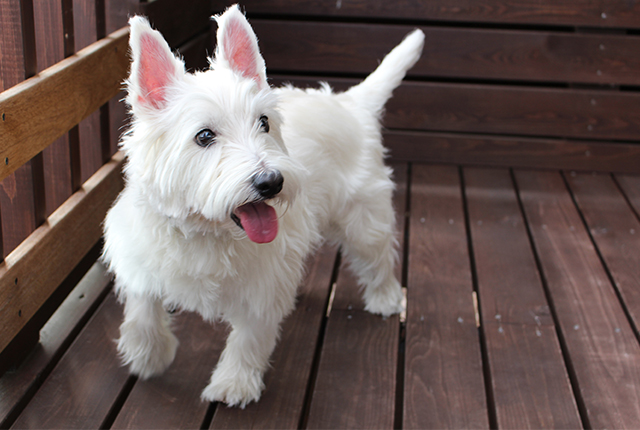 白い小型犬　ウエスト・ハイランド・ホワイトテリア