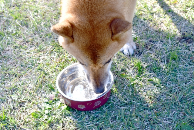 犬に水を飲ませる