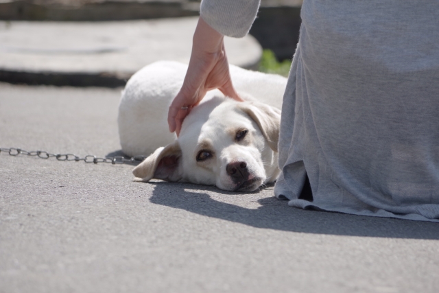 ドッグトレーナー監修 散歩などで他の犬に吠える愛犬 原因や対処法は