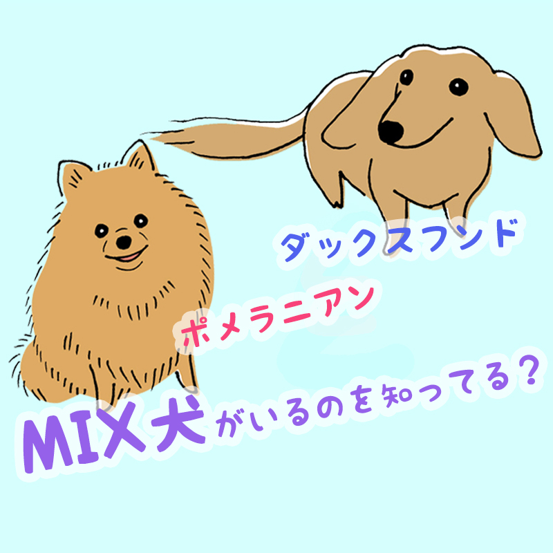 ダックスフンドとポメラニアンのMIX犬がいるのを知ってる？