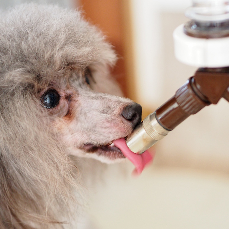 【獣医師監修】愛犬が水を飲まない理由6つ。原因や対策とは？