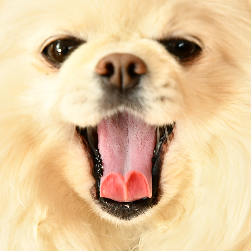 【獣医師監修】愛犬が口をくちゃくちゃするのはなぜ？その原因と対処法は？