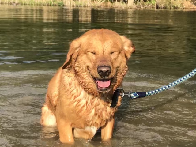 水遊びする犬