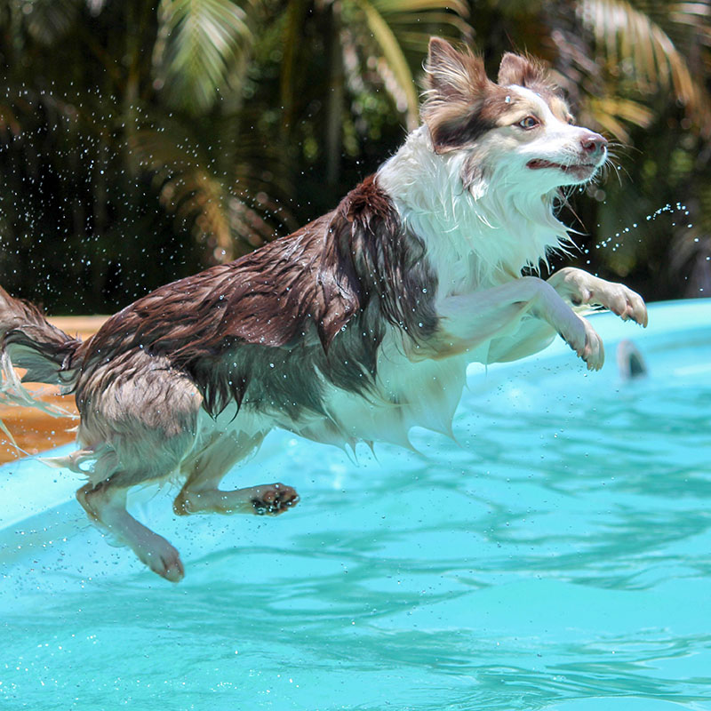 愛犬と水遊びをしよう！メリットや注意点、必要なグッズは？水遊びが苦手な犬種もいる？