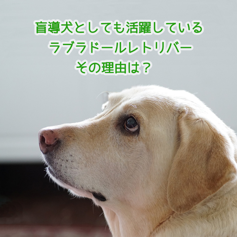 盲導犬としても活躍しているラブラドールレトリバー、その理由は？