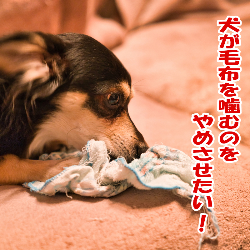 犬が毛布を噛むのをやめさせたい！噛む理由や対処法を解説