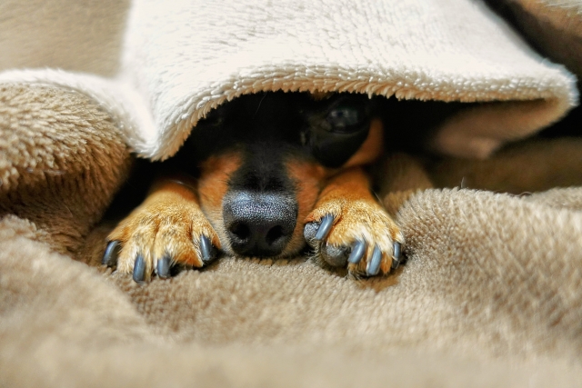 毛布に隠れている犬