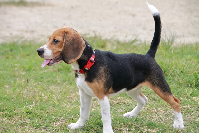 ビーグルの子犬