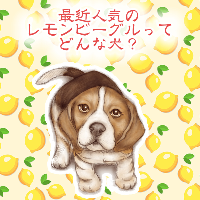 最近人気のレモンビーグルってどんな犬？