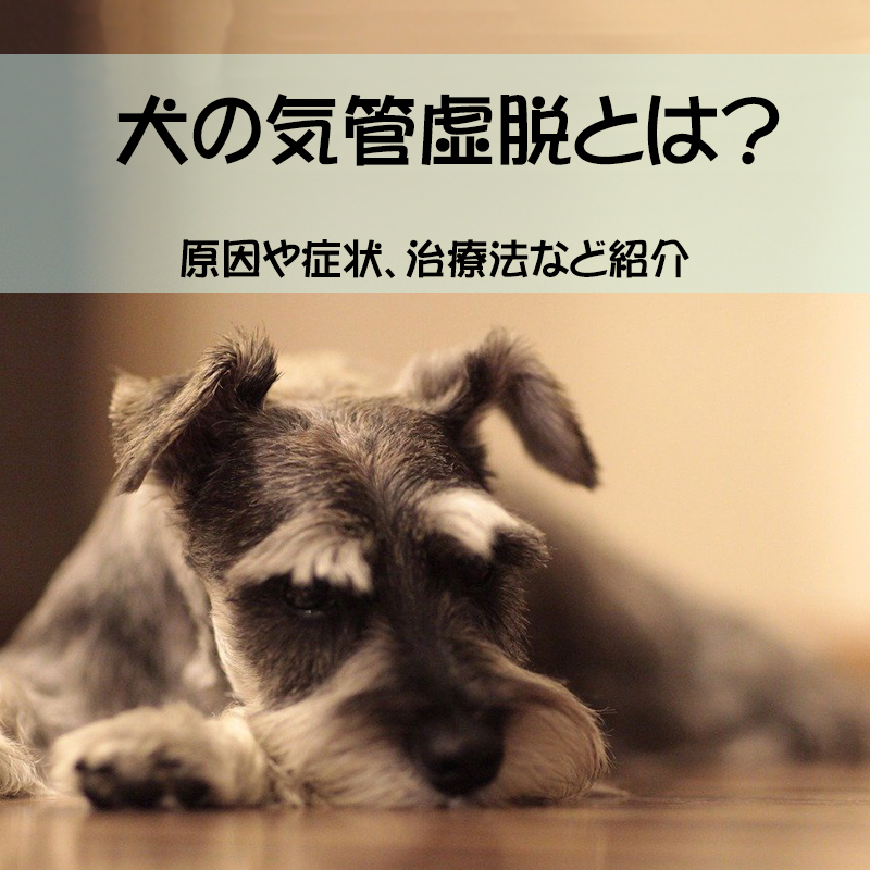 【獣医師監修】犬の気管虚脱とは？原因や症状、治療法など紹介