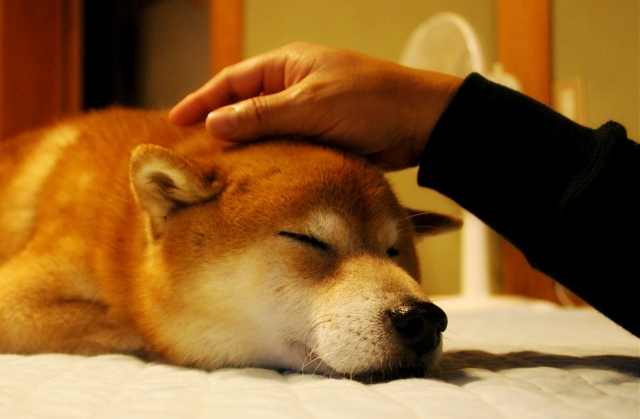 撫でられている犬