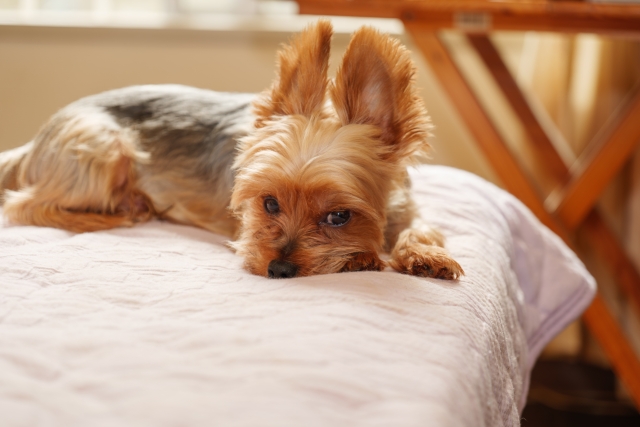 愛犬がベッドにおしっこしてしまう その理由や対処法 ベッドの洗い方は