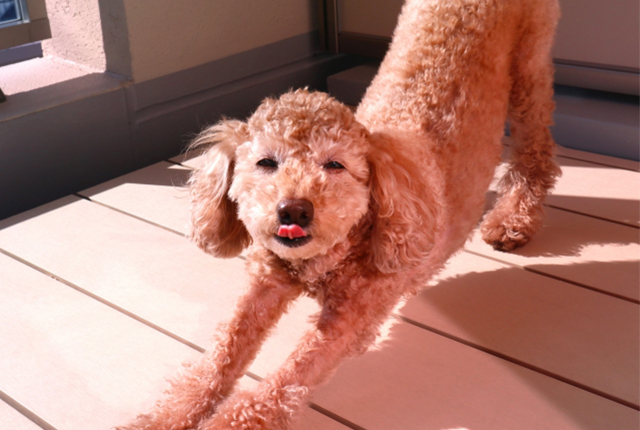 伸びをするプードル