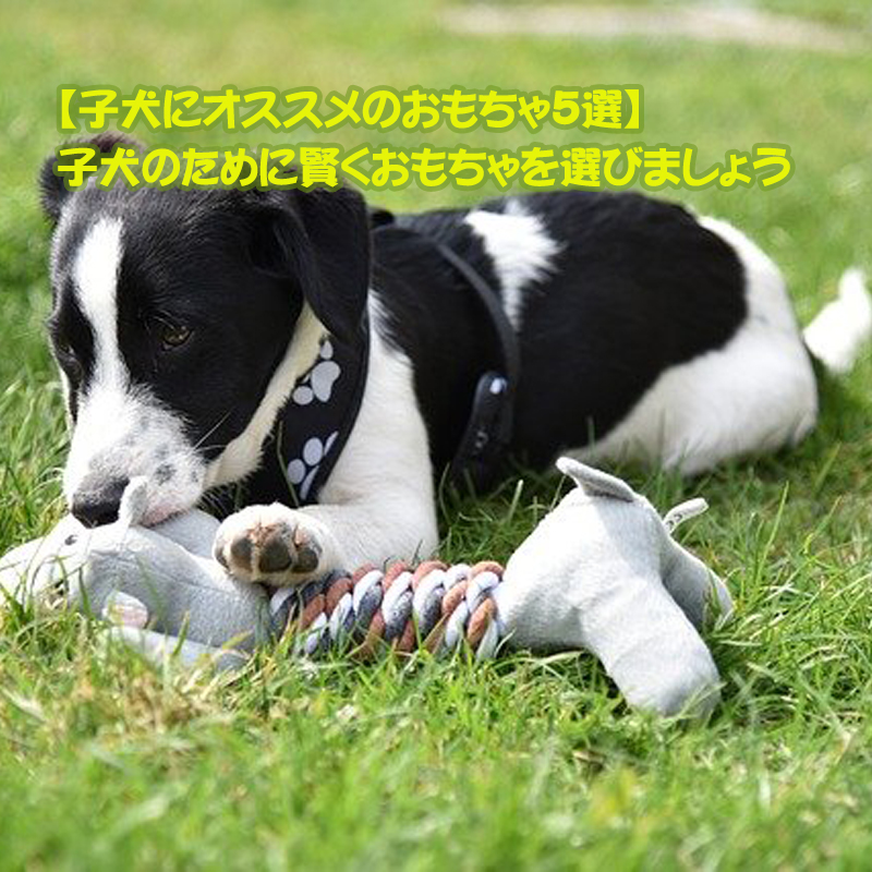 【子犬にオススメのおもちゃ5選】子犬のために賢くおもちゃを選びましょう