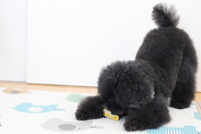 プレイバウをするプードル