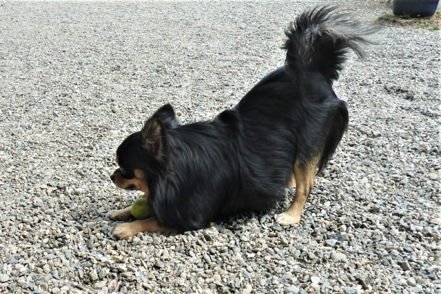 伸びそするチワワ