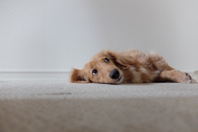 元気のない犬
