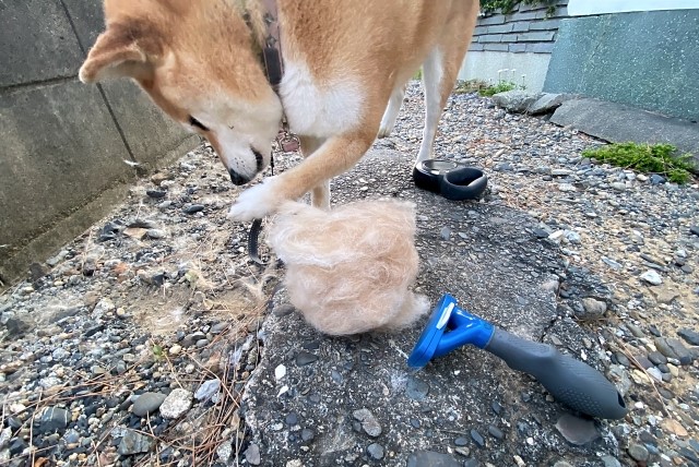 換毛期の柴犬と抜け毛