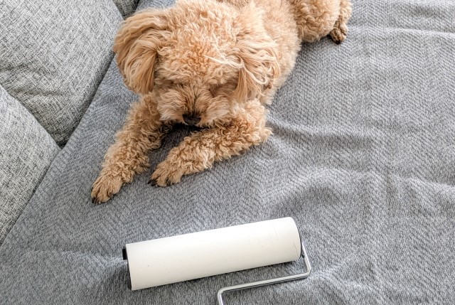 室内犬と粘着ローラー
