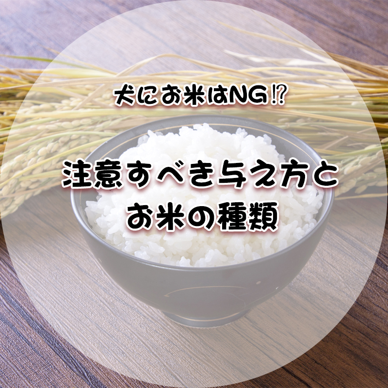 犬にお米はNG⁉︎注意すべき与え方とお米の種類について徹底解説！