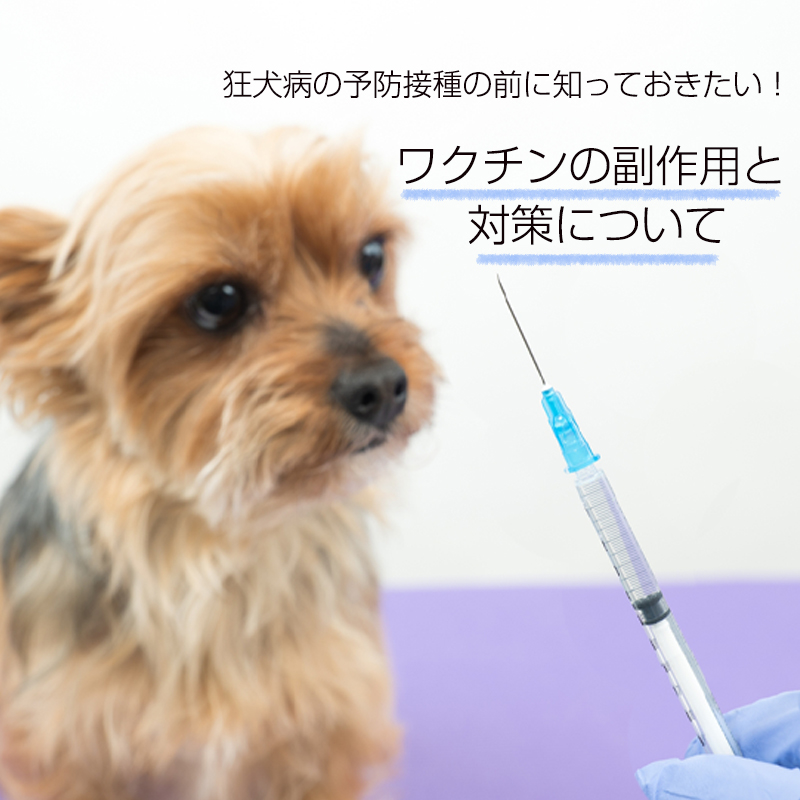 【獣医師監修】狂犬病の予防接種の前に知っておきたい！　ワクチンの副作用と対策について解説！
