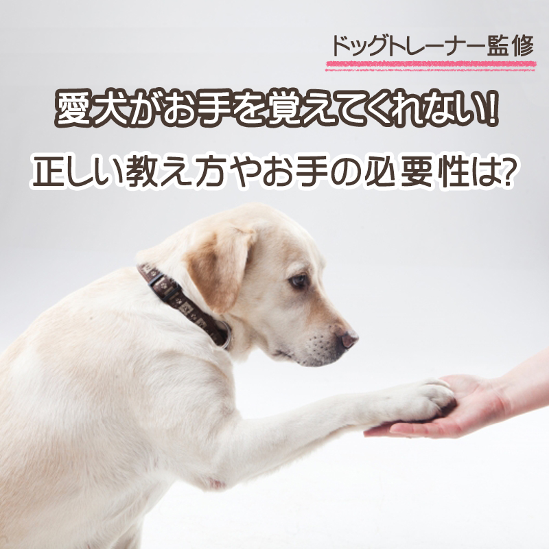 【ドッグトレーナー監修】愛犬がお手を覚えてくれない！正しい教え方やお手の必要性は？