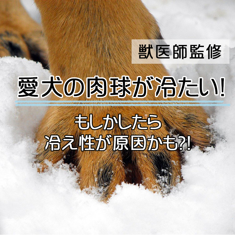 【獣医師監修】愛犬の肉球が冷たい！それは冷え性が原因かも？！