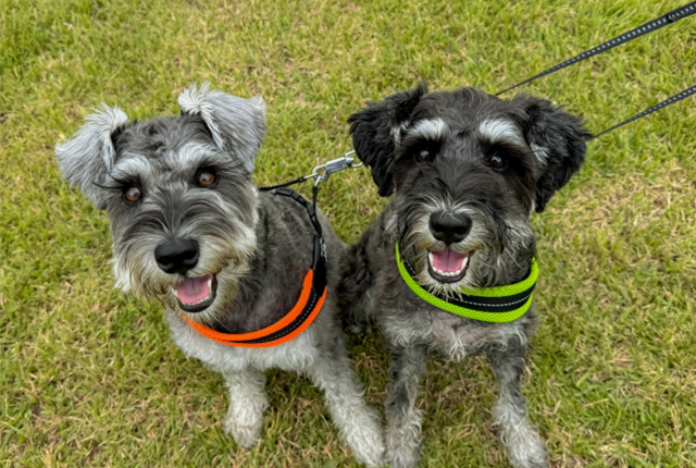 ミニチュアシュナウザー