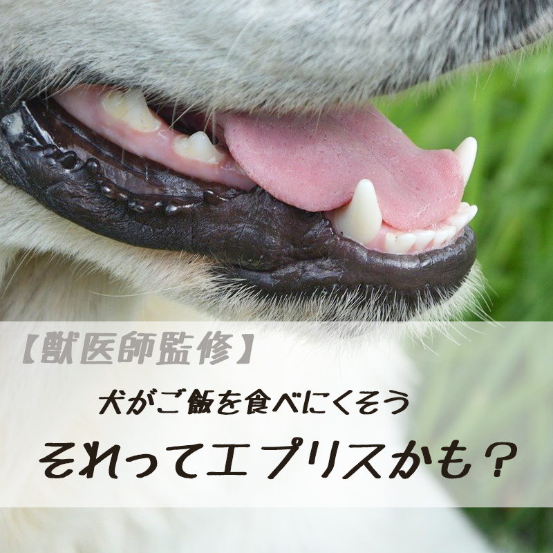 【獣医師監修】犬がご飯を食べにくそう。それってエプリスかも？イチから徹底解説！