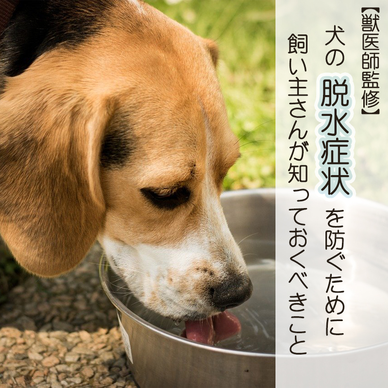 【獣医師監修】犬の脱水症状を防ぐために飼い主さんが知っておくべきこと