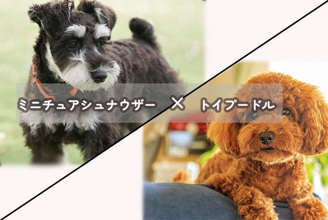 シュナウザーとトイプードル