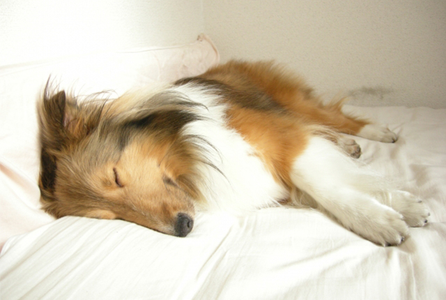 ぐっすり寝ている柴犬