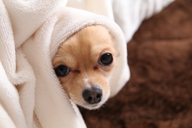 雷を怖がりタオルに包まれる犬