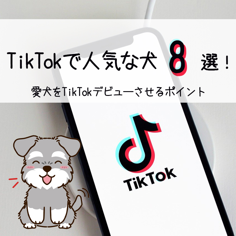【2022】TikTokで人気な犬8選！愛犬をTikTokデビューさせるポイント