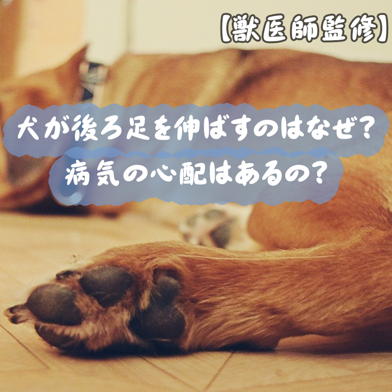 【獣医師監修】犬が後ろ足を伸ばすのはなぜ？病気の心配はあるの？
