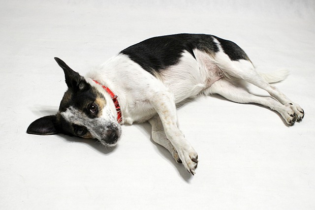 獣医師監修 犬が後ろ足を伸ばすのはなぜ 病気の心配はあるの