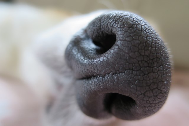 犬の鼻　アップ