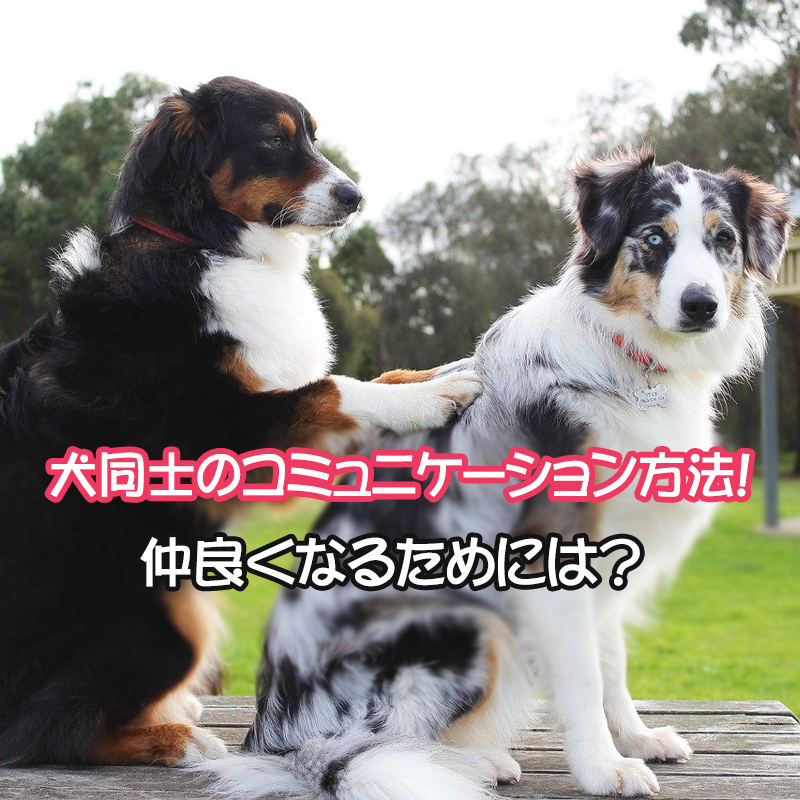 犬同士のコミュニケーション方法！仲良くなるためには？