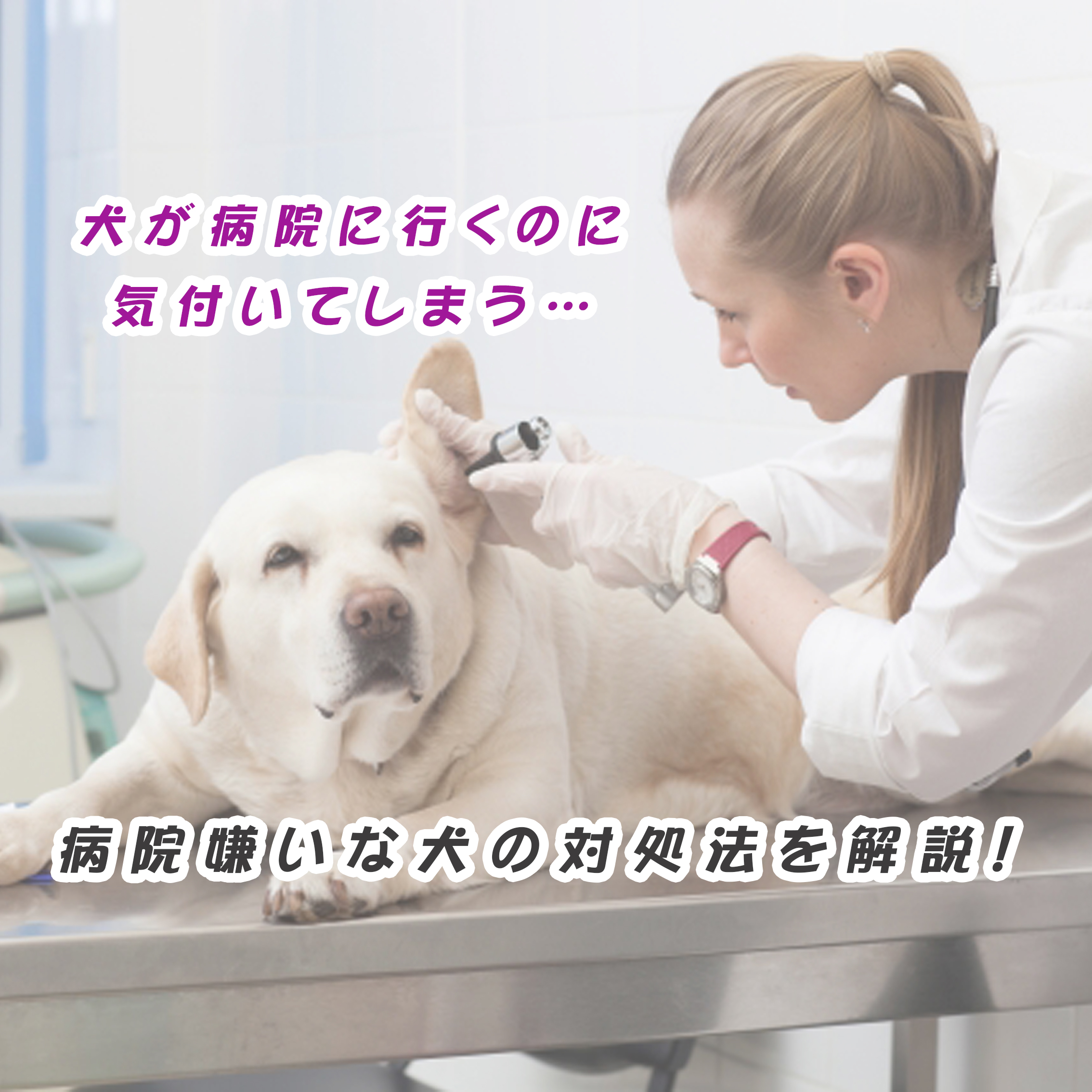 犬が病院に行くのに気付いてしまう…病院嫌いな犬の対処法を解説！