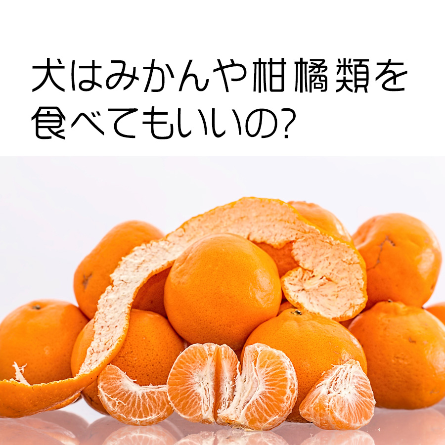 犬はみかんや柑橘類を食べてもいいの？与えるときの注意点は？