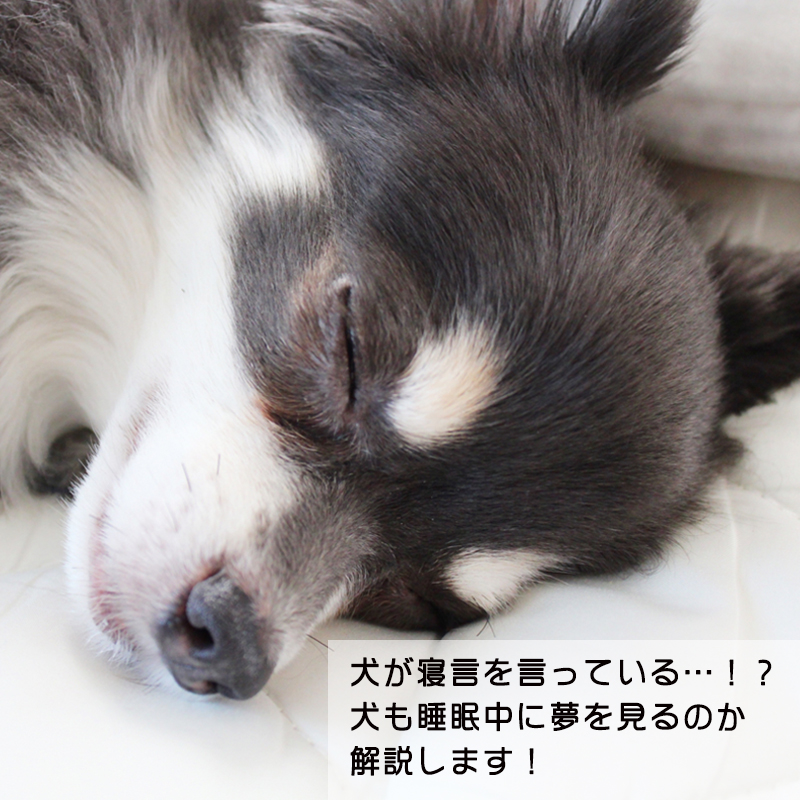 犬が寝言を言っている…！？犬も睡眠中に夢を見るのか解説します！