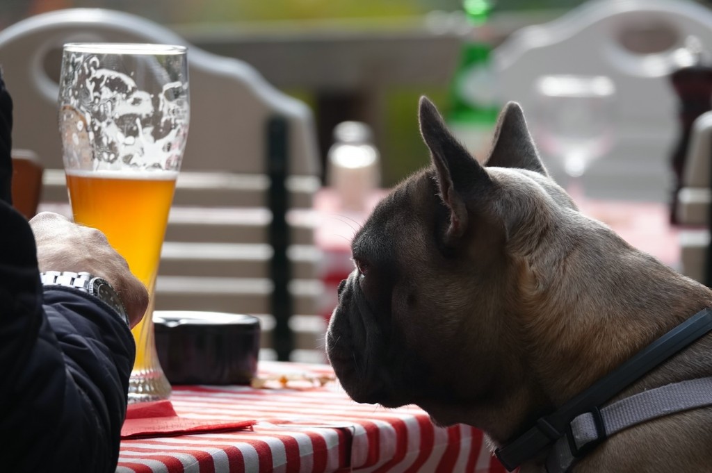 犬とビール