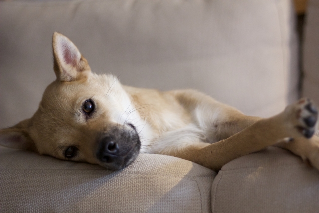 犬の体調不良は睡眠不足が原因 どんな状態になる 対処法は