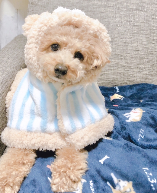 犬のパジャマ