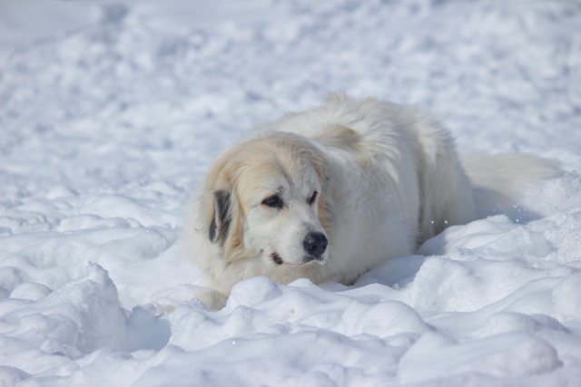 雪に埋もれるグレートピレニーズ
