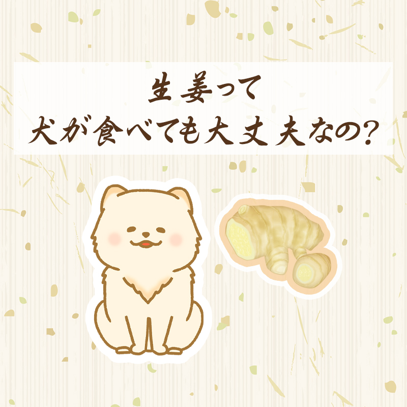 犬は生姜を食べても平気！生姜に期待できる効果や与える際の注意点についてご紹介！
