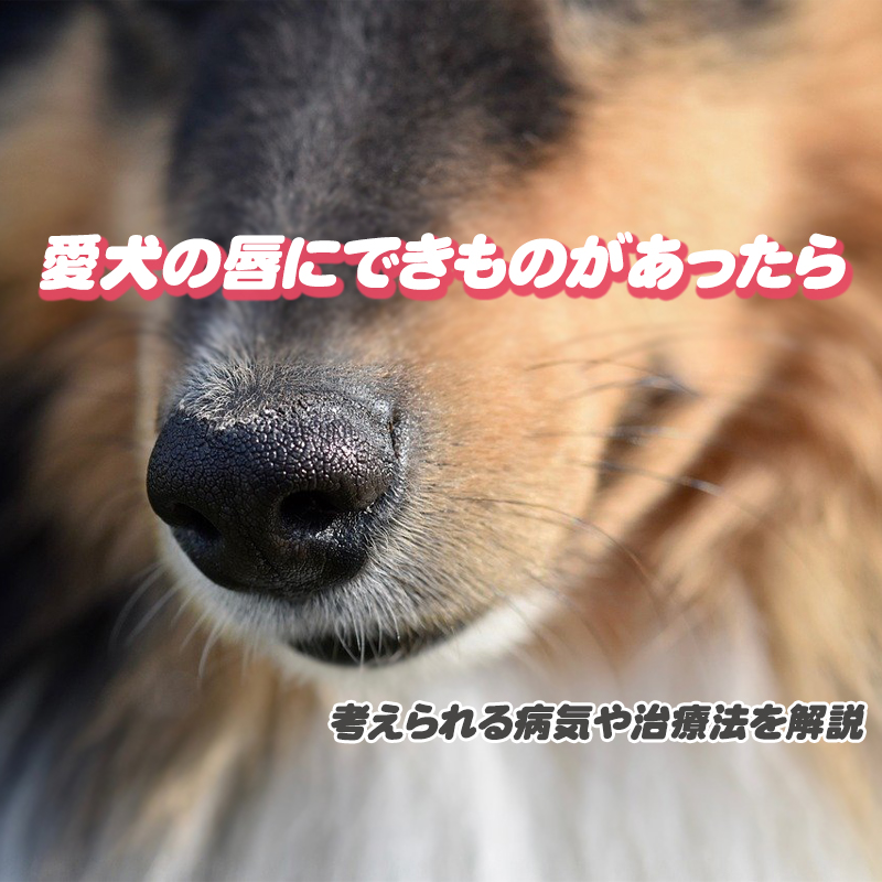 【獣医師監修】愛犬の唇にできものがあったら…考えられる病気や治療法を解説します！
